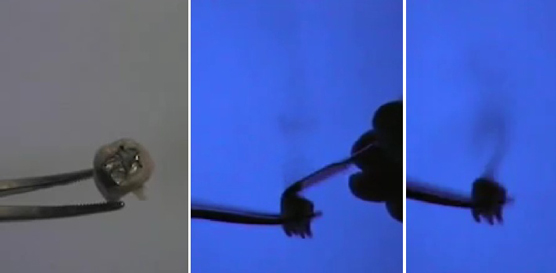 dente estratto con otturazione in amalgama, strofinato con una spatolina metallica: i vapori di mercurio sono evidenziati mediante uno speciale schermo fluorescente, e l'amalgama continua a emettere vapori di mercurio anche una volta terminato lo stimolo meccanico